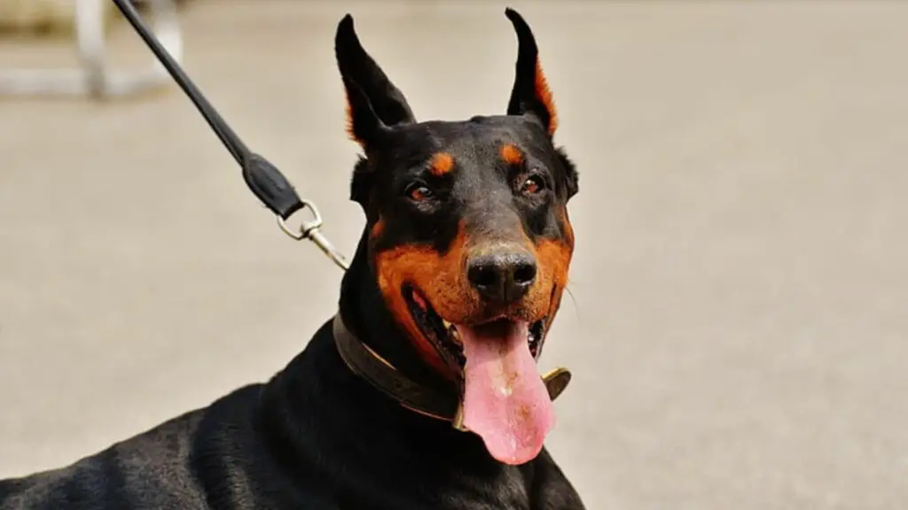 Dobermann Pinscher