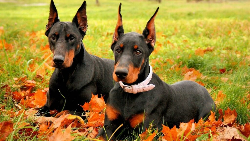 Dobermann Pinscher