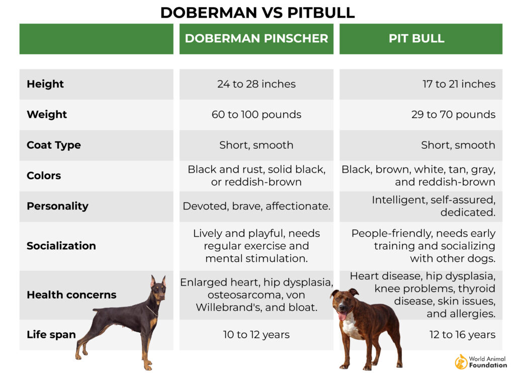 Doberman versus Pitbull