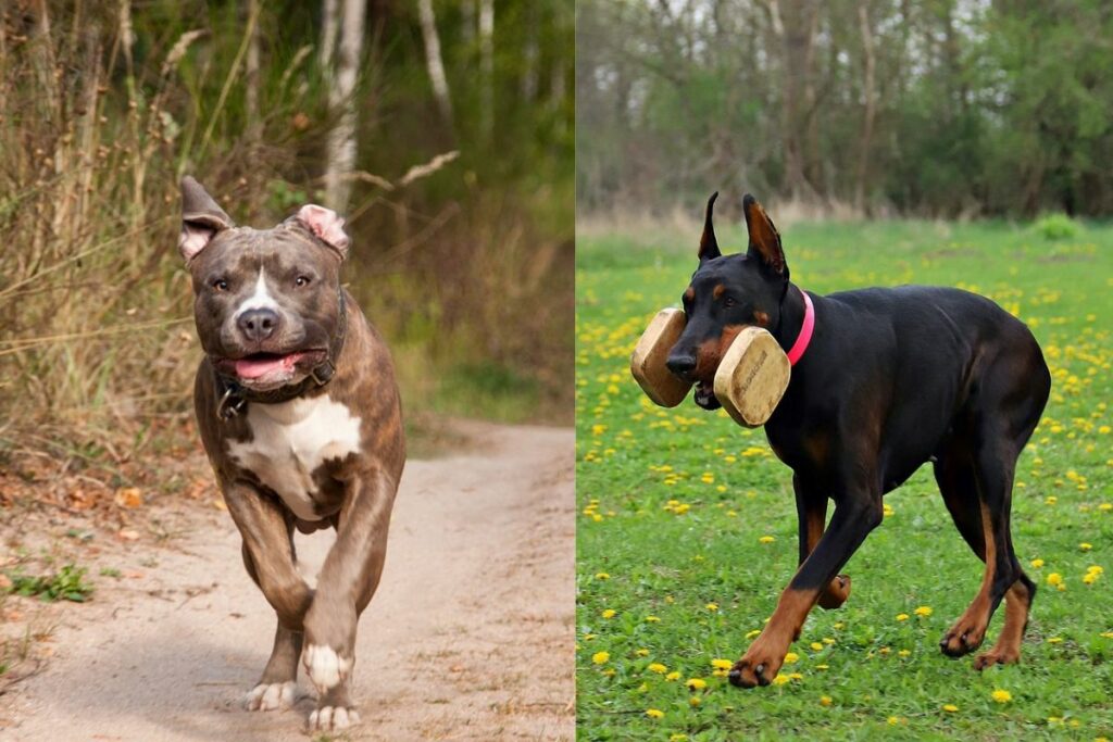 Pitbull versus doberman die wint
