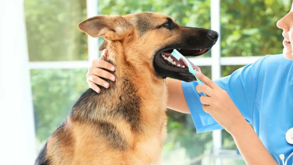 Veel voorkomende tandheelkundige aandoeningen bij honden