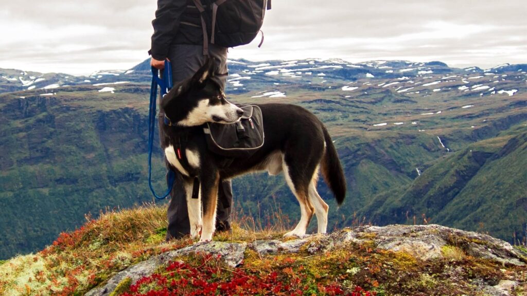 Dog Breeds for Hiking