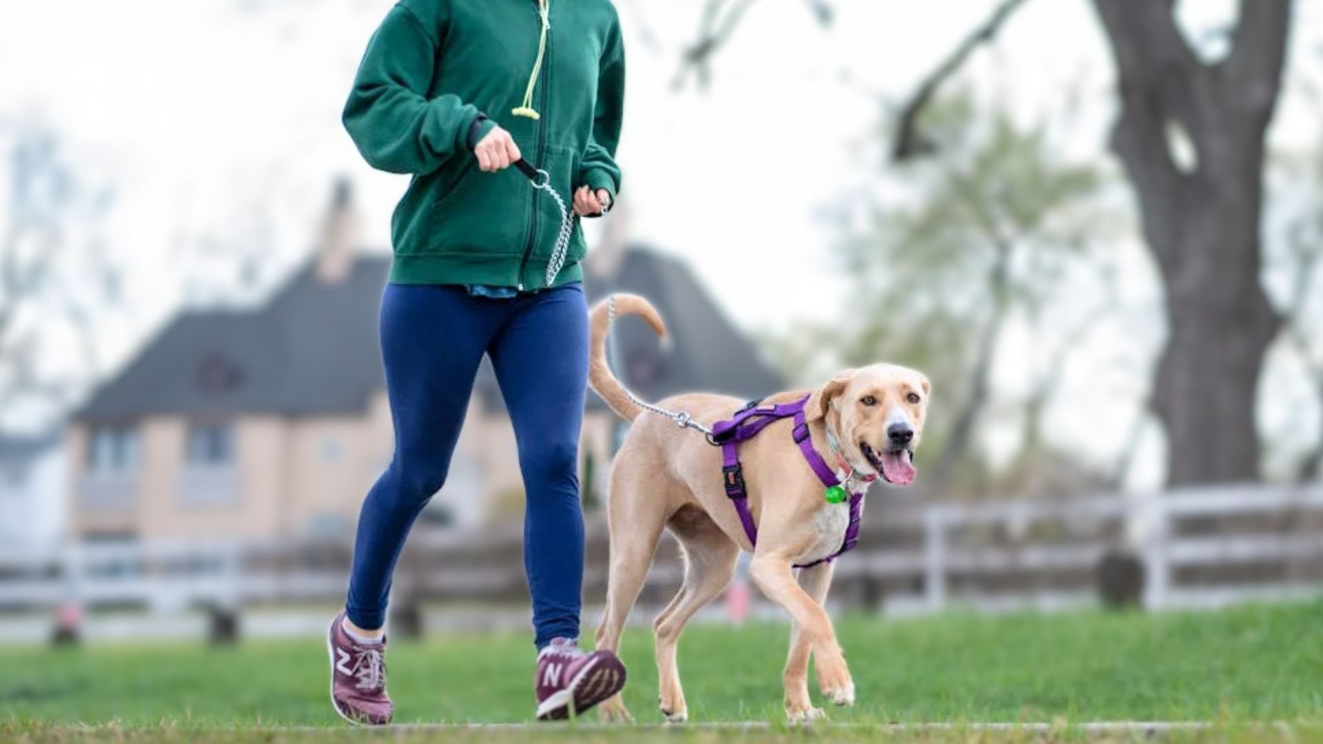 Dog Breeds for Runners