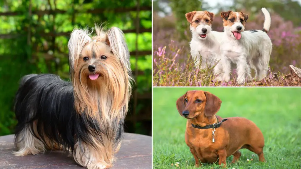 Dog Breeds that Hunt Mice and Pests