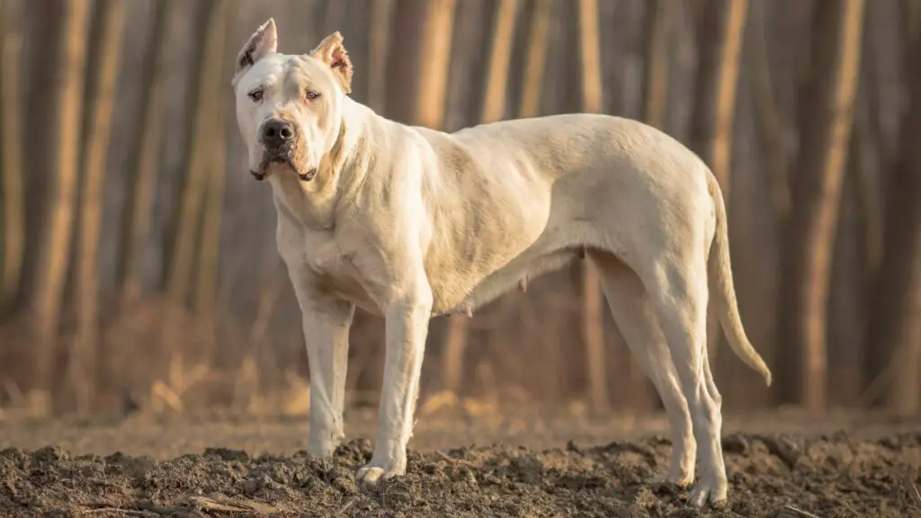 beste waakhonden om te wandelen
