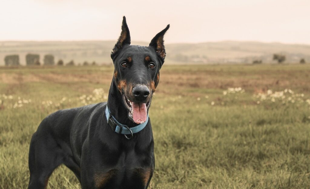 Honden tegen dieven