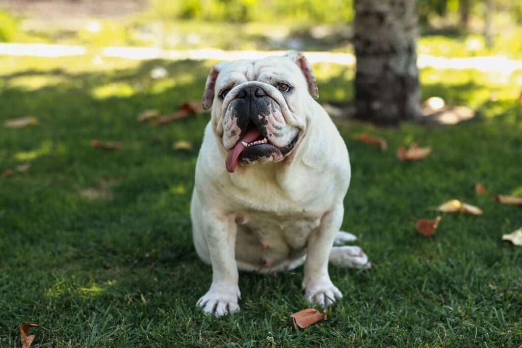 beste honden voor introverte mensen