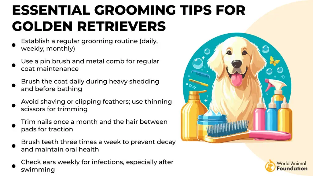 Essentiële verzorgingstips voor Golden Retrievers