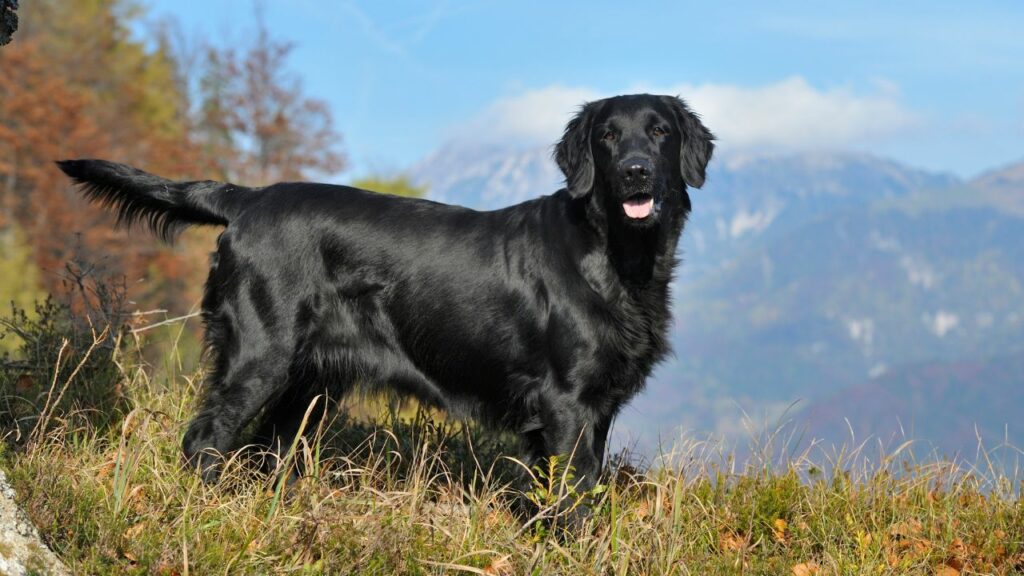 soorten retrievers