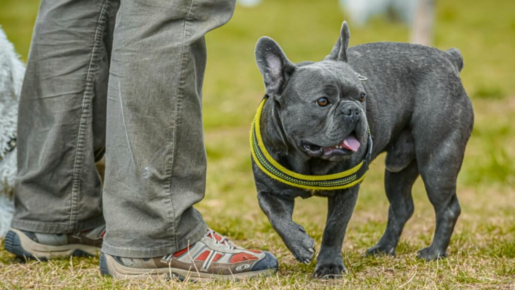 beste kleine hond voor alleenstaande man