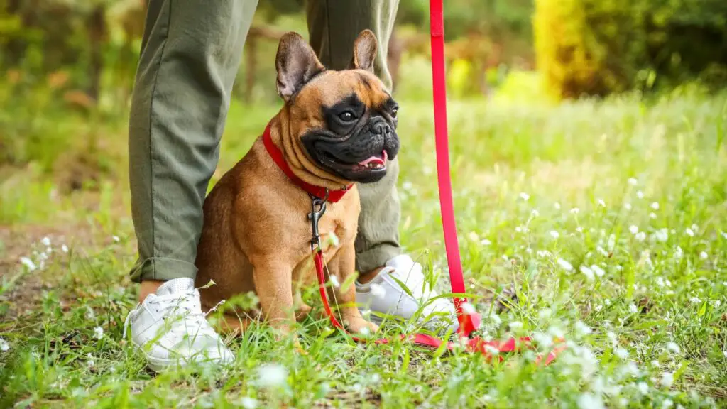 emotionele steunhonden