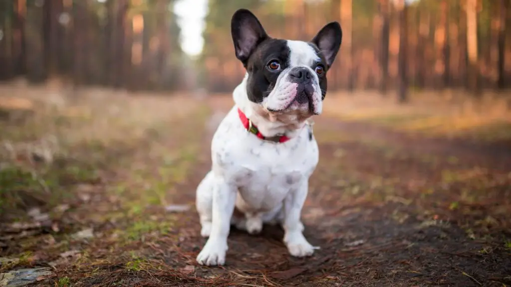 voor- en nadelen van een Franse bulldog
