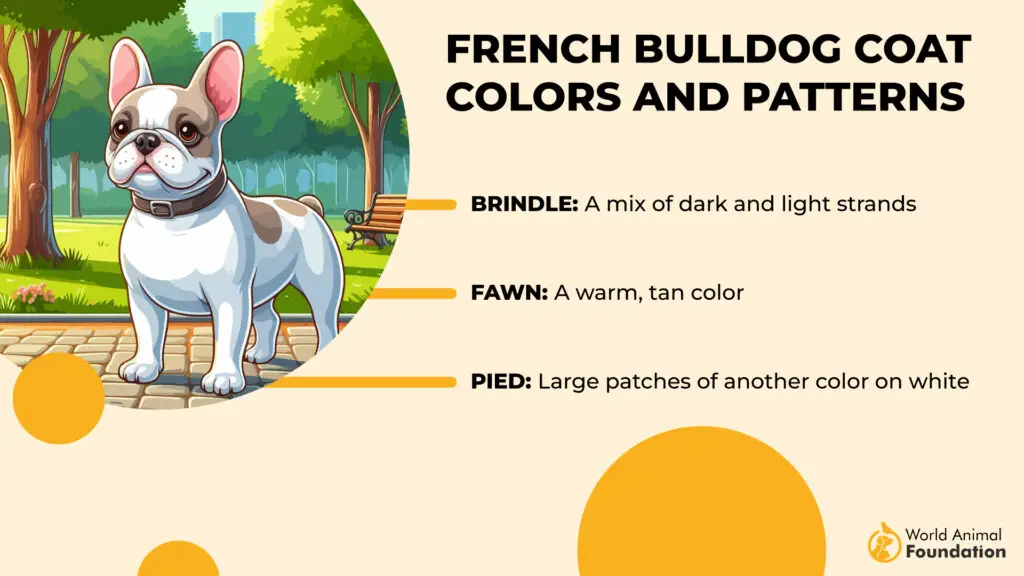 Franse-Bulldog-vacht-kleuren-en-patronen