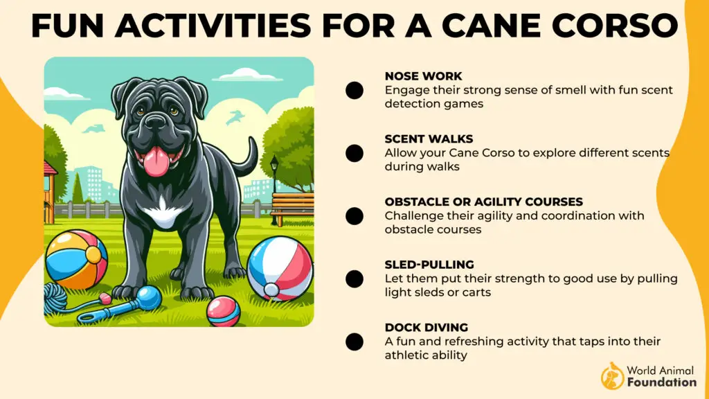 Leuke activiteiten voor een Cane Corso