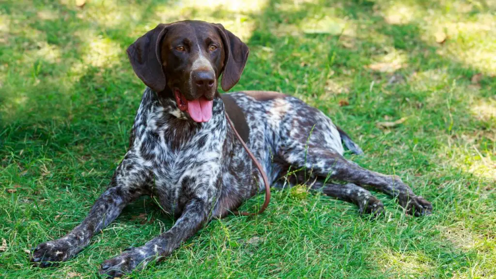 honden met het beste reukvermogen
