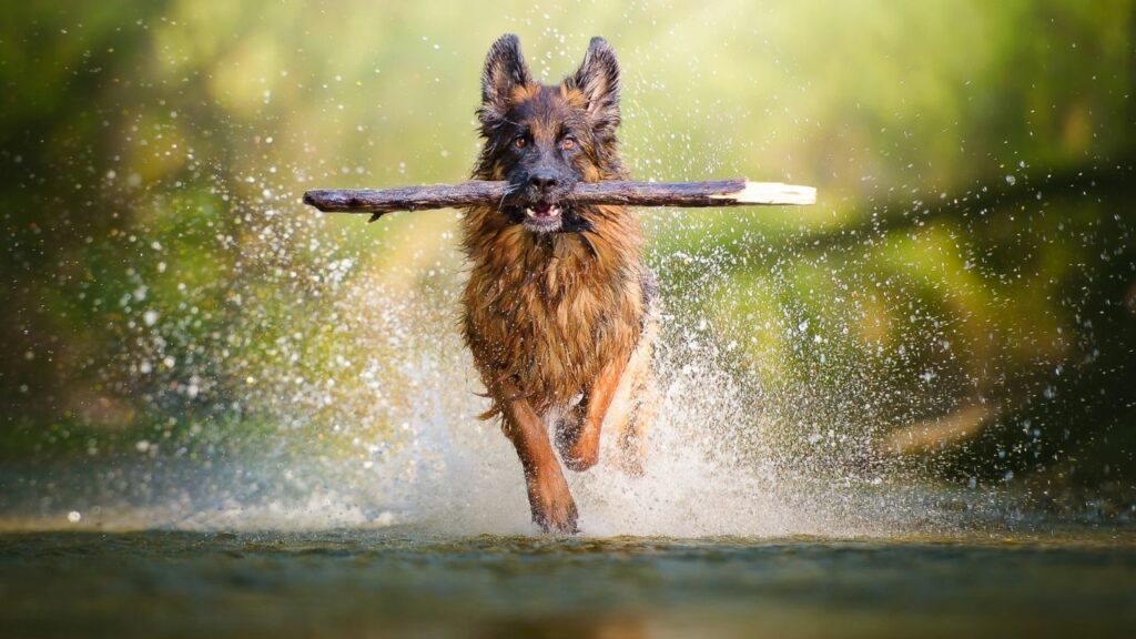 zijn Duitse herders waterhonden
