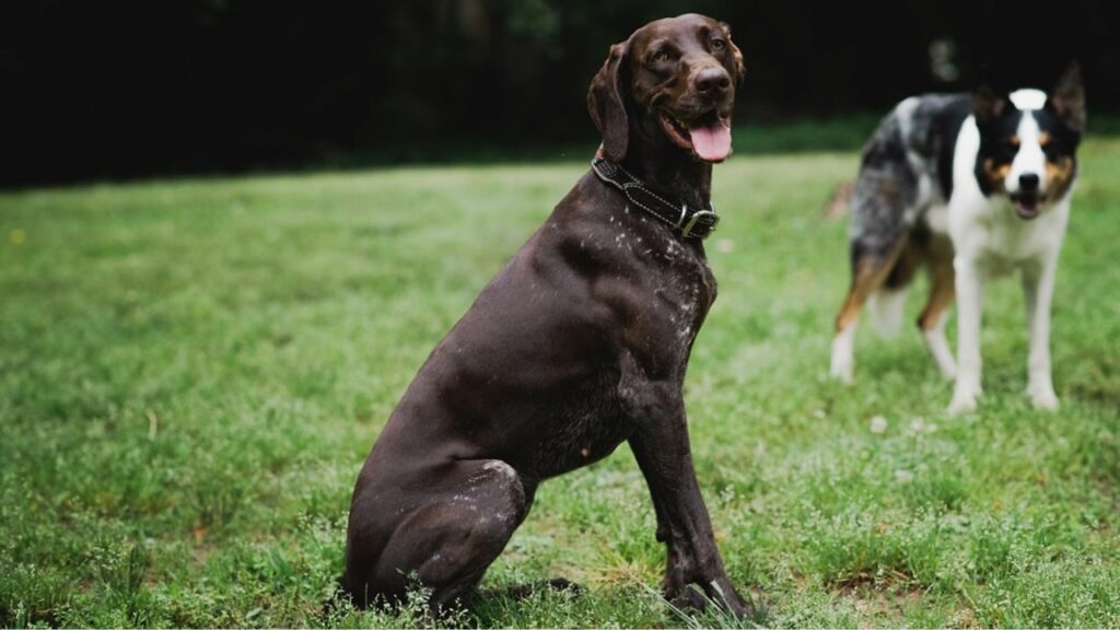 beste honden om te rennen
