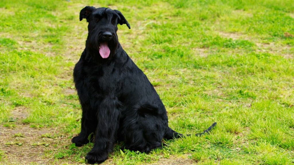 zijn Riesenschnauzers goede waakhond