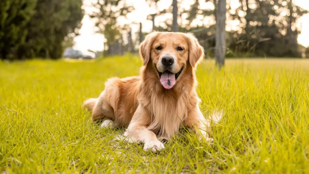 honden voor het leven in het bos
