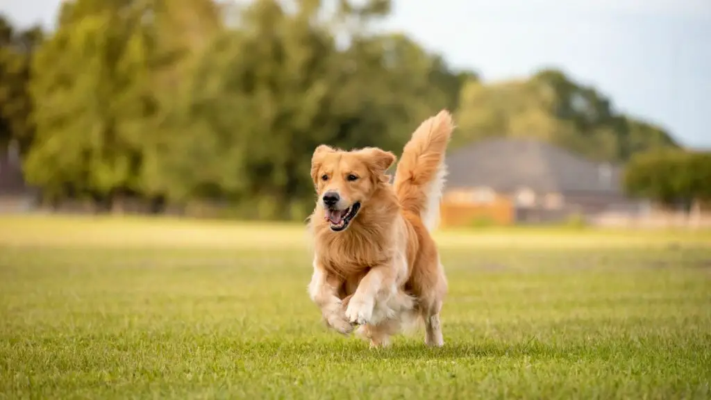 retriever honden