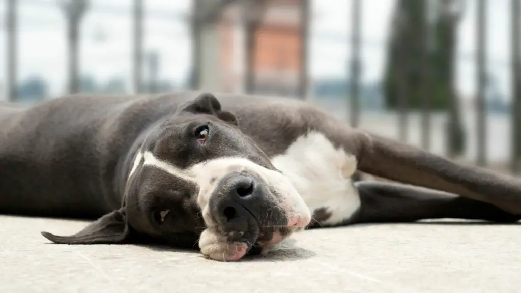 waarom slapen honden ondersteboven?