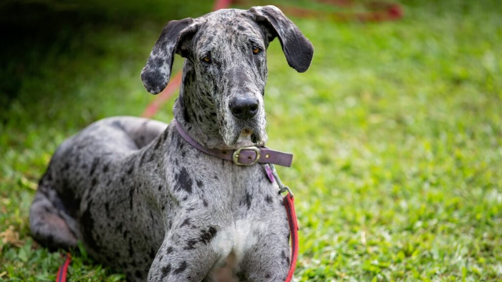 foto's van oogproblemen bij honden
