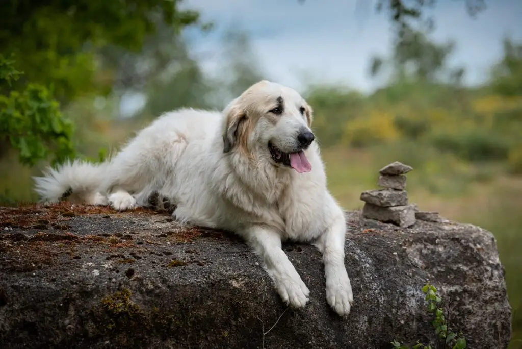 Witte honden