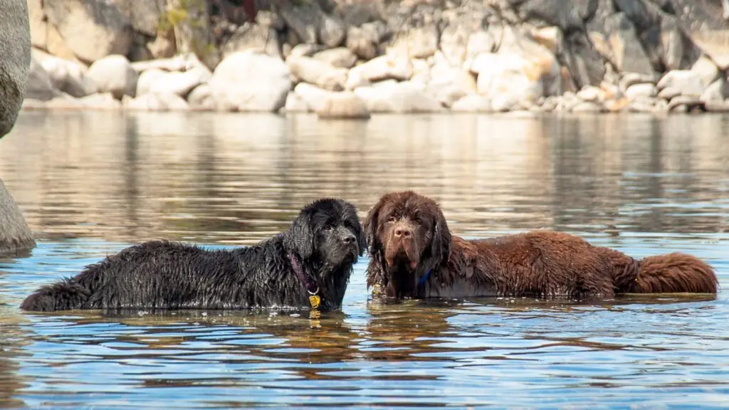 Guard Dog Breeds That Love Water