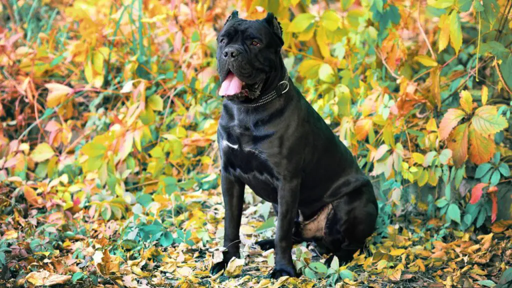 cane corso temperament zelfs getemperd