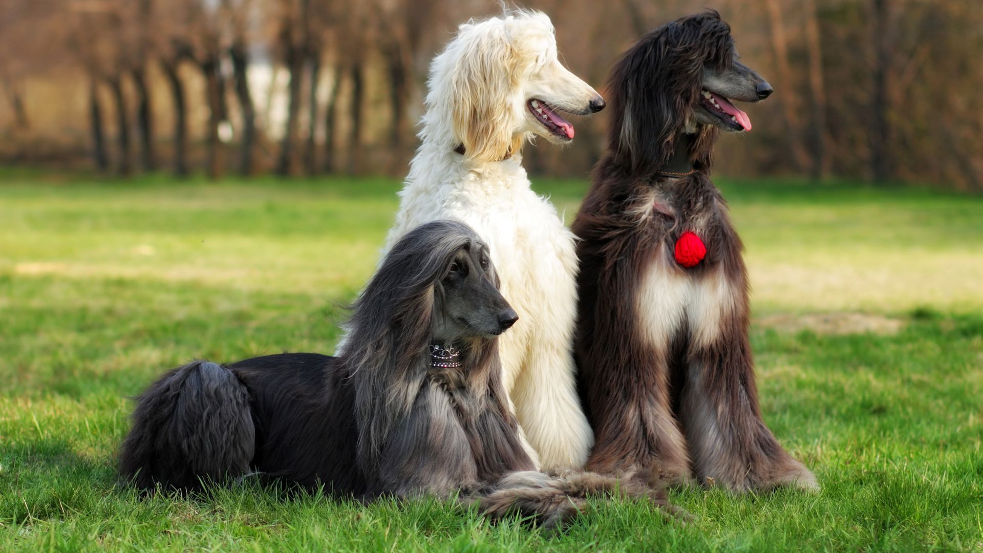 High Maintenance Dog Breeds