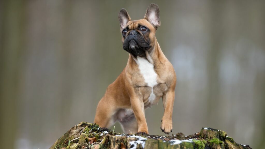 Franse bulldog-intelligentie