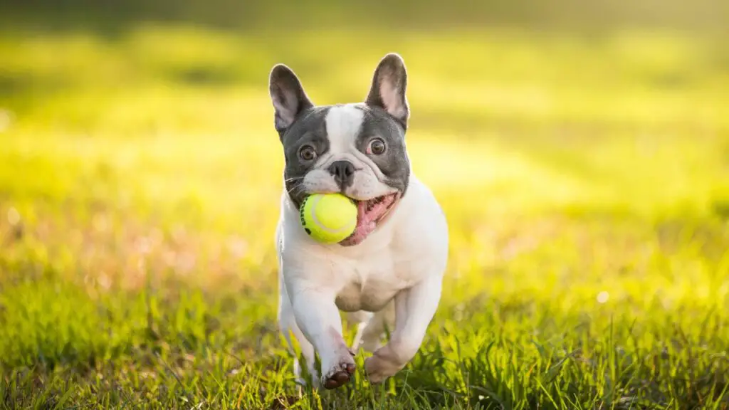 voor- en nadelen van bulldogs
