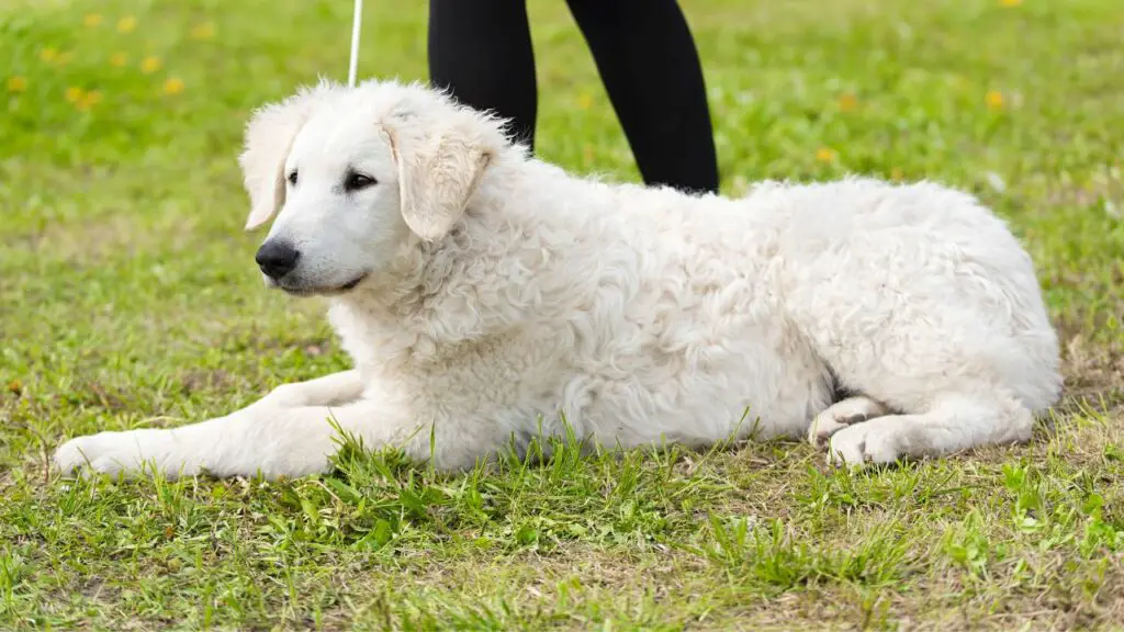 onderhoudsvriendelijke dieren
