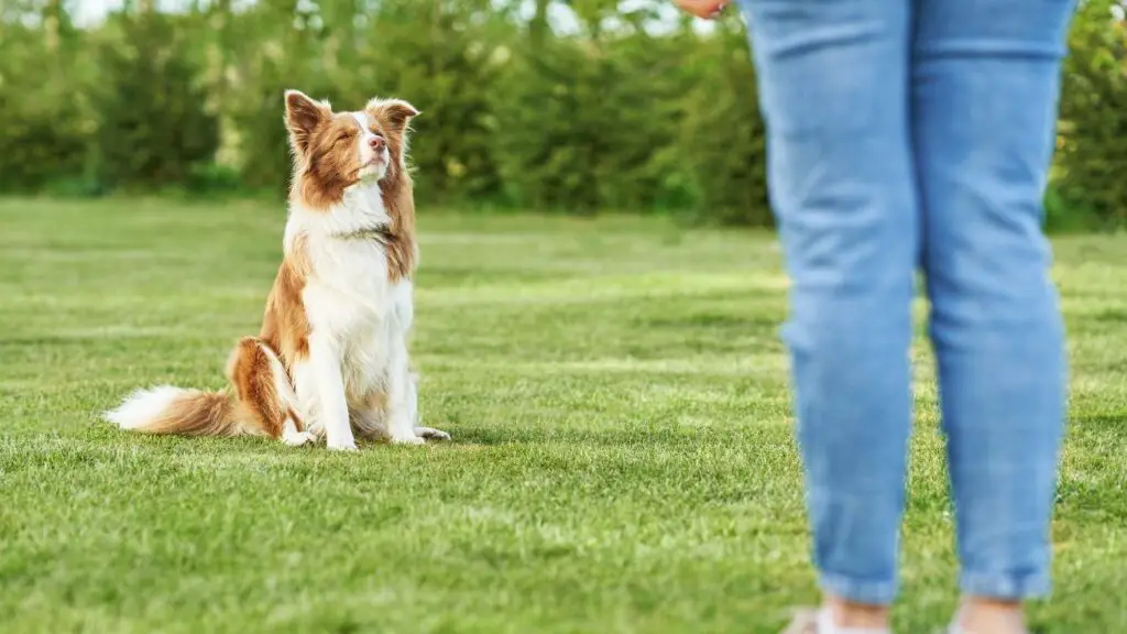 zijn border collies die hun eigenaren beschermen
