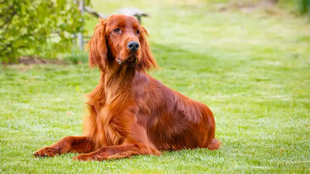 waarom houden honden onvoorwaardelijk van ons?
