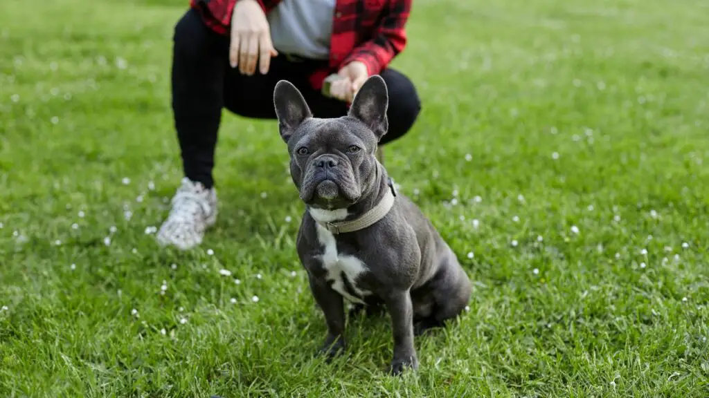 is een Franse bulldog die bij mij past