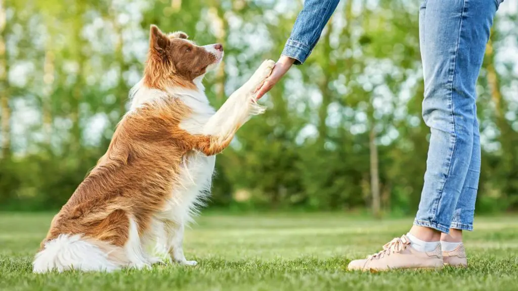 zijn loyale bordercollies
