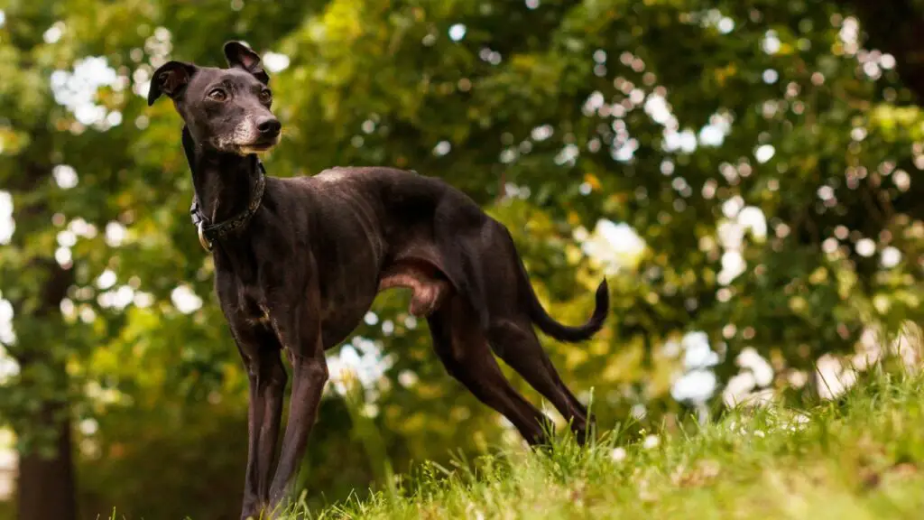 honden en onvoorwaardelijke liefde
