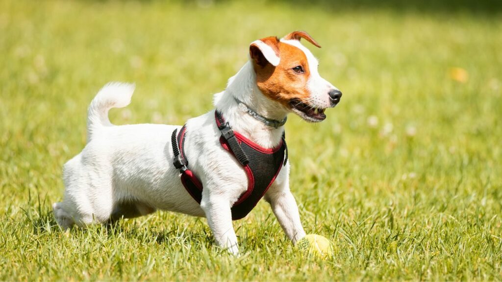 fijne honden om mee te rennen
