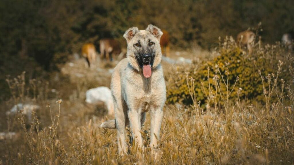 Honden om te beschermen tegen wilde dieren