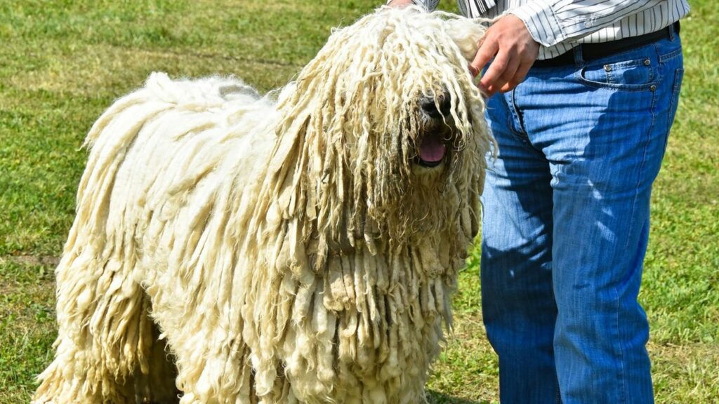 beste waakhonden voor het plattelandsleven