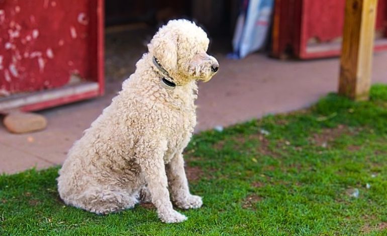 bescherming honden
