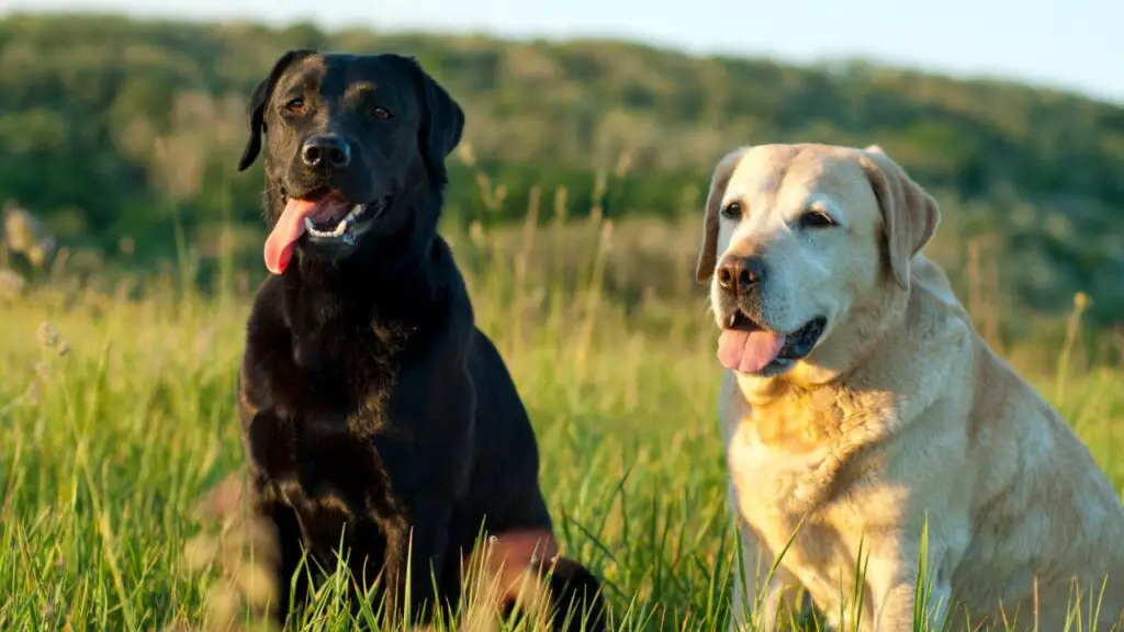 wat zijn honden allergisch voor voedsel
