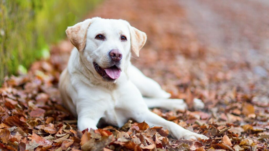 zijn honden emotioneel intelligent