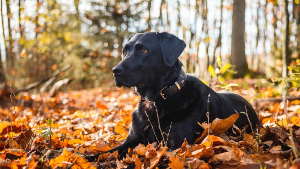 beste hond voor bescherming van de wildernis
