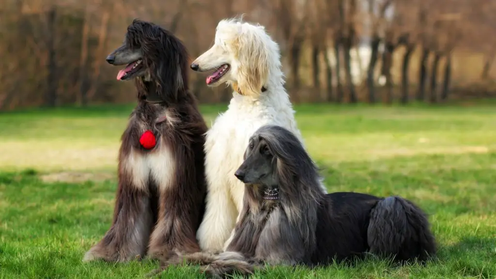 Long Haired Dog