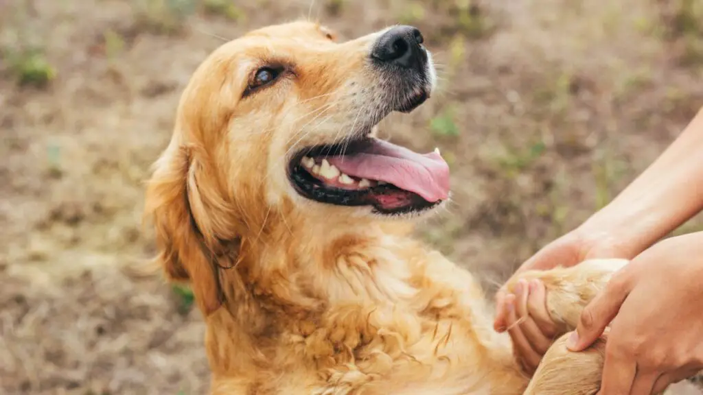 zijn golden retriever-agressief