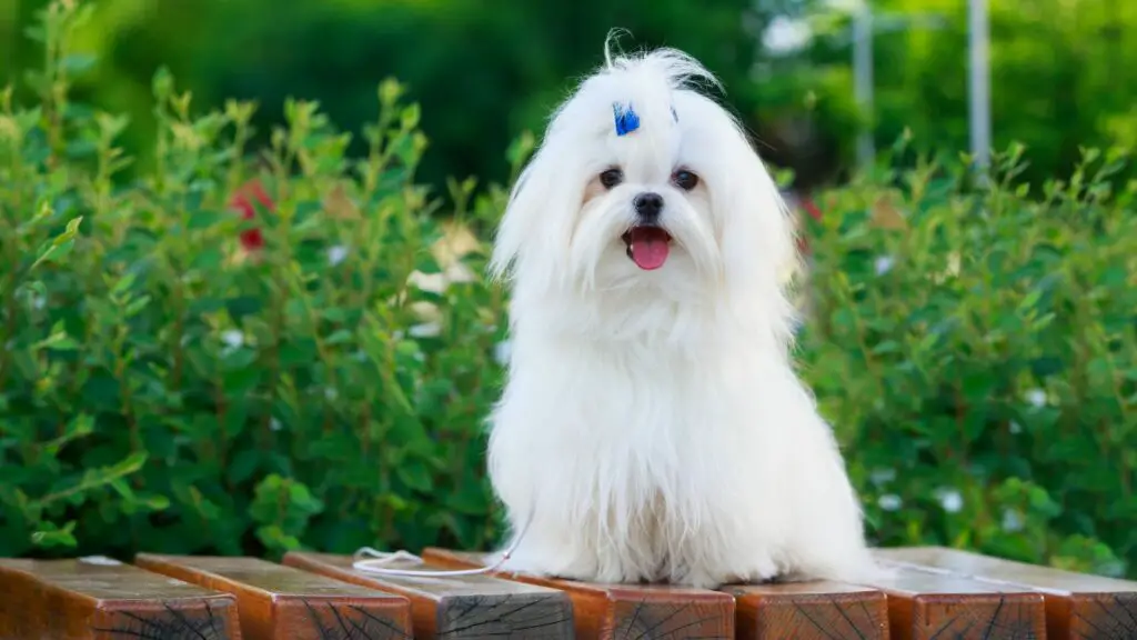 beste hond voor het leven in de stad