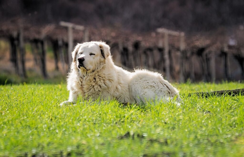 Waakhonden voor vee
