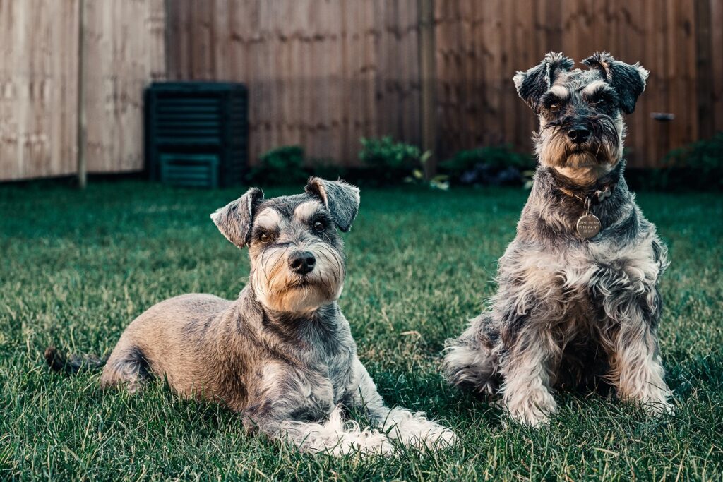 kleine waakhonden